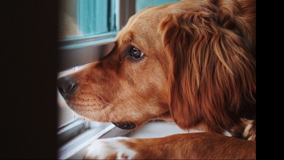 Existen incluso aplicaciones diseñadas para calmar mascotas con sonidos específicos para situaciones de estrés.

Foto: Producción El Universal Puebla