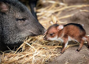 Conoce al pecarí, el curioso habitante de Haras