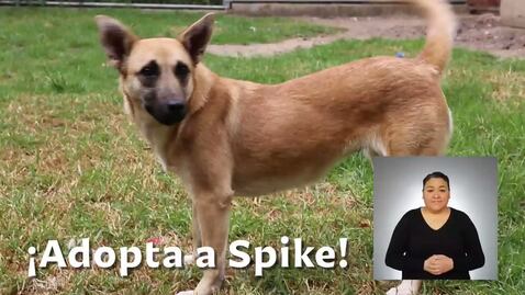 ¿Qué pasó con los perros que cayeron al socavón? Spike busca ser adoptada