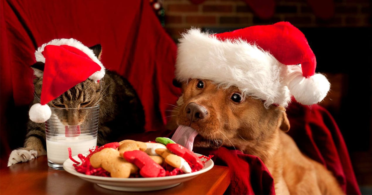 Asegurarse de que las mascotas estén cómodas, seguras y protegidas durante las festividades garantizará que tanto los miembros humanos como los animales disfruten de unas fiestas tranquilas y sin contratiempos.

Foto: Producción El Universal Puebla