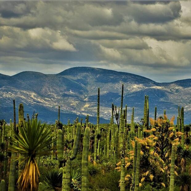 Foto: Instagram INAH - Instituto Nacional de Antropología e Historia @inahmx