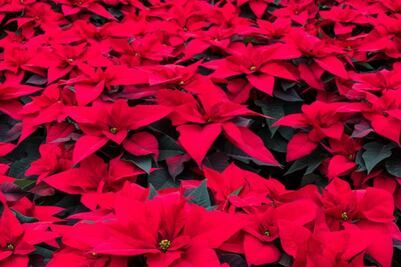 Flor de nochebuena. Consejos para elegir a las mejores en la temporada navideña