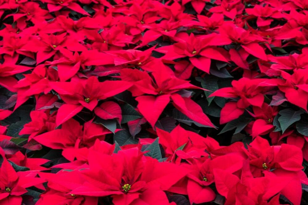 Flor de nochebuena / Foto: Canva