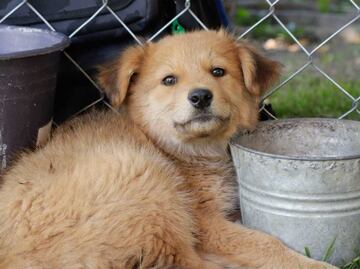 Envenenamiento de mascotas prende focos rojos en Izúcar