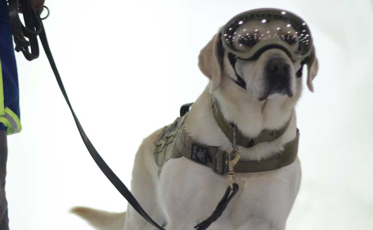 Frida, la perrita rescatista que vive en el corazón de los poblanos