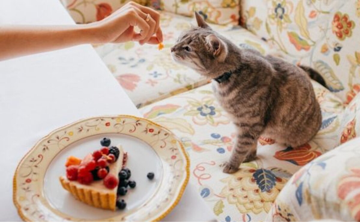 Descubre 10 alimentos prohibidos para gatos, según experta