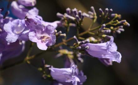 5 razones por las que todos esperan la llegada de las jacarandas 