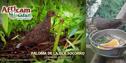 Africam Safari busca salvar de la extinción a la paloma de Socorro