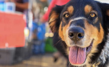 Caso de los 17 perros envenenados en Castillotla permanece impune