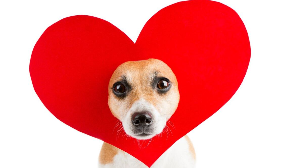 Feliz Día del Perro. Fotos sorprendentes del antes y después de su adopción