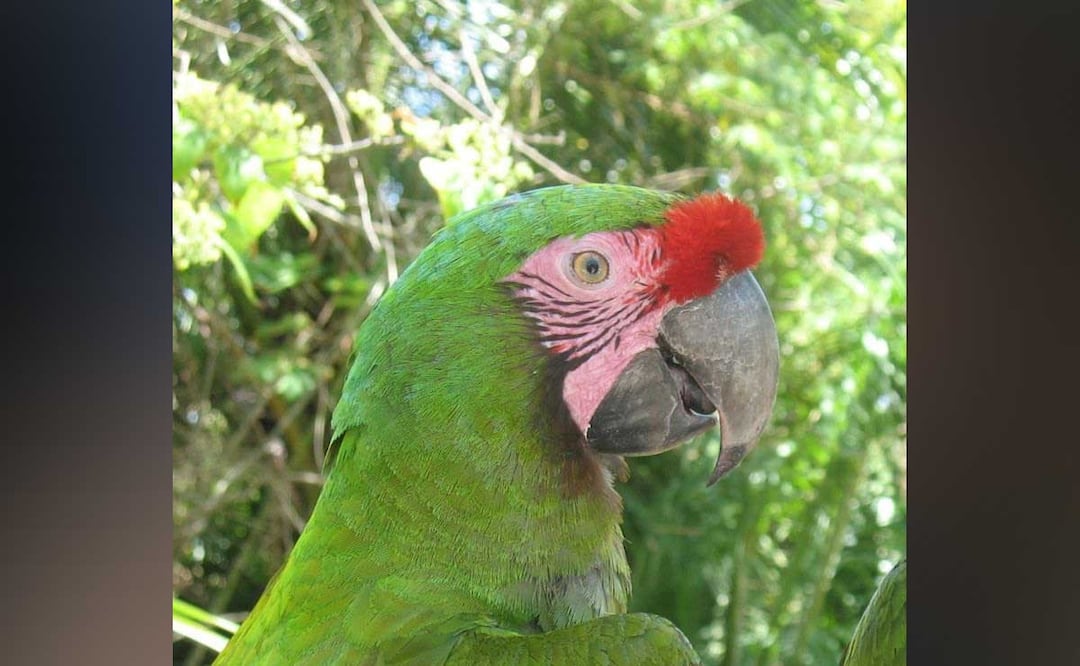 Foto: Procuraduría Federal de Protección al Ambiente