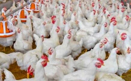 Influenza AH5N1: 250 mil toneladas de pollo en riesgo en Puebla