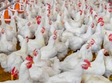 Influenza AH5N1: 250 mil toneladas de pollo en riesgo en Puebla