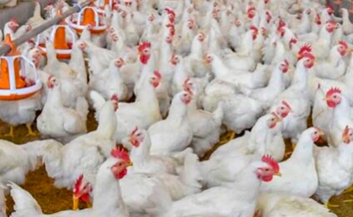 Influenza AH5N1: 250 mil toneladas de pollo en riesgo en Puebla