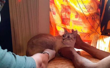 ¿Qué pasó con los casos de maltrato animal en Puebla?, reportan zoofilia contra gatos