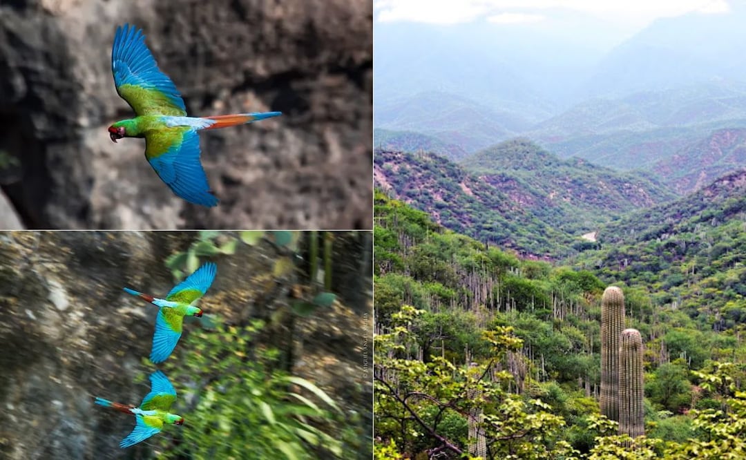 El Cañón Alas Verdes o Cañón del Sabino está en los limites de Oaxaca y Puebla | Foto: Miguel Ángel Sicilia / Ladislav