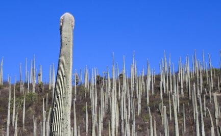 RESERVA DE LA BIÓSFERA TEHUACÁN-CUICATLÁN