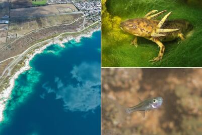 ¿Qué hay en el fondo de la Laguna de Alchichica?