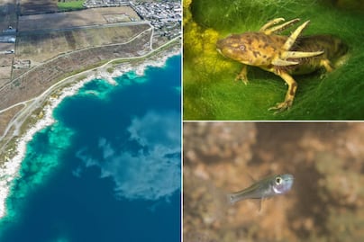 ¿Qué hay en el fondo de la Laguna de Alchichica?