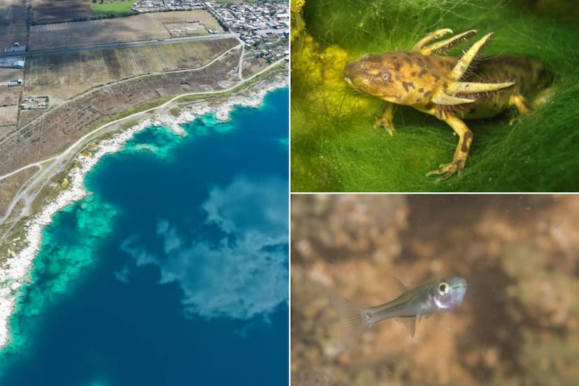 ¿Qué hay en el fondo de la Laguna de Alchichica?