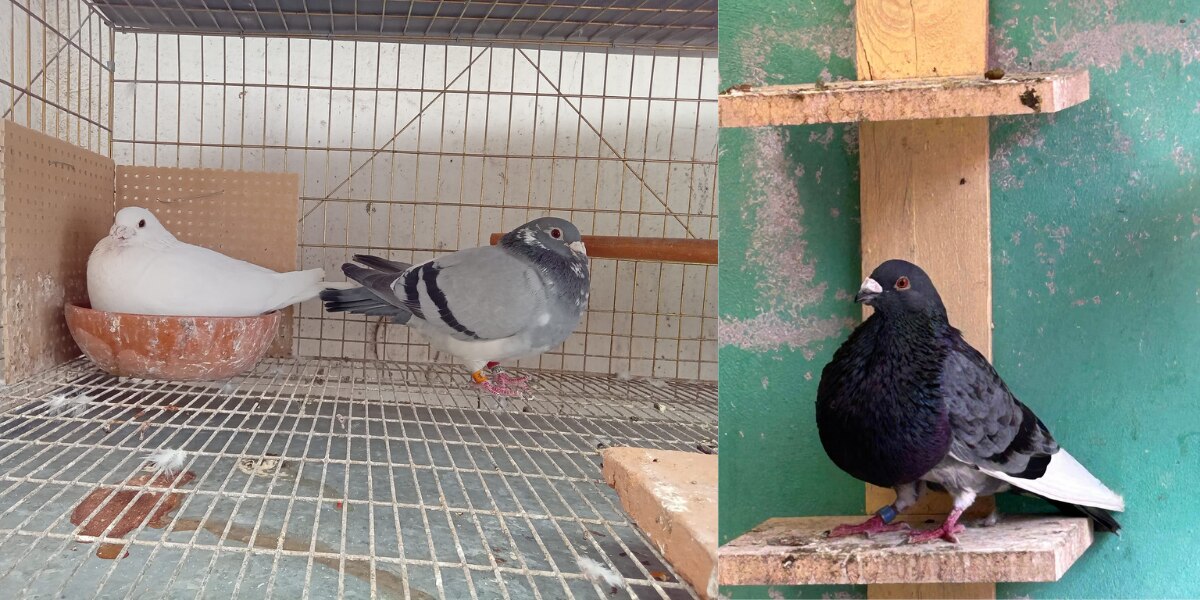 Crianza de palomas | Foto: Redes Sociales Unión Colombofila de Puebla y Tlaxcala