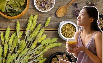 Plantas medicinales que pueden ayudar a combatir el resfriado y la gripe