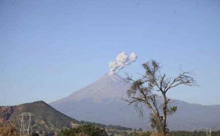 Animales y plantas agonizan por caída de ceniza volcánica