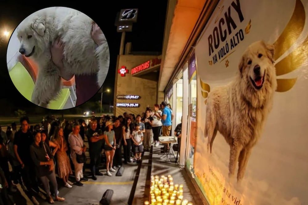 Rocky fue despedido en un emotivo homenaje tras ser asesinado por su dueña | Foto: Redes Sociales