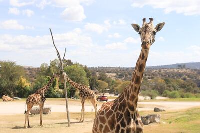 Africam Safari Puebla: ¿Qué pasó con la Jirafa Benito a dos años de su llegada?