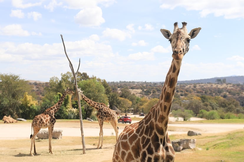 Africam Safari Puebla: ¿Qué pasó con la Jirafa Benito a dos años de su llegada?