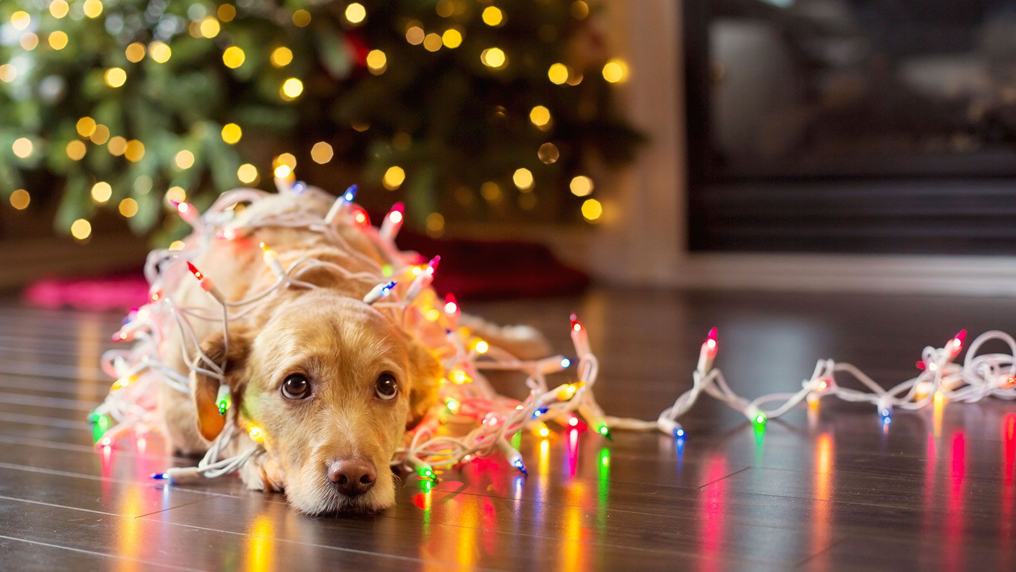 Asegurarse de que las mascotas estén cómodas, seguras y protegidas durante las festividades garantizará que tanto los miembros humanos como los animales disfruten de unas fiestas tranquilas y sin contratiempos.

Foto: Producción El Universal Puebla