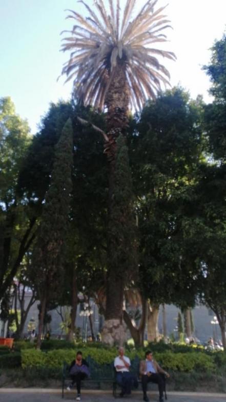 Detectan plaga en árboles de la ciudad de Puebla