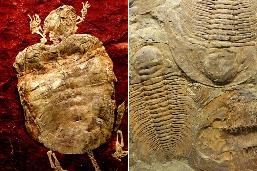 No es Marruecos: en Puebla puedes visitar un desierto con fósiles prehistóricos