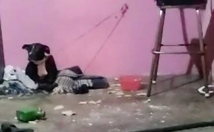 Encierran a dos niños con una perra Pitbull y muerde a uno