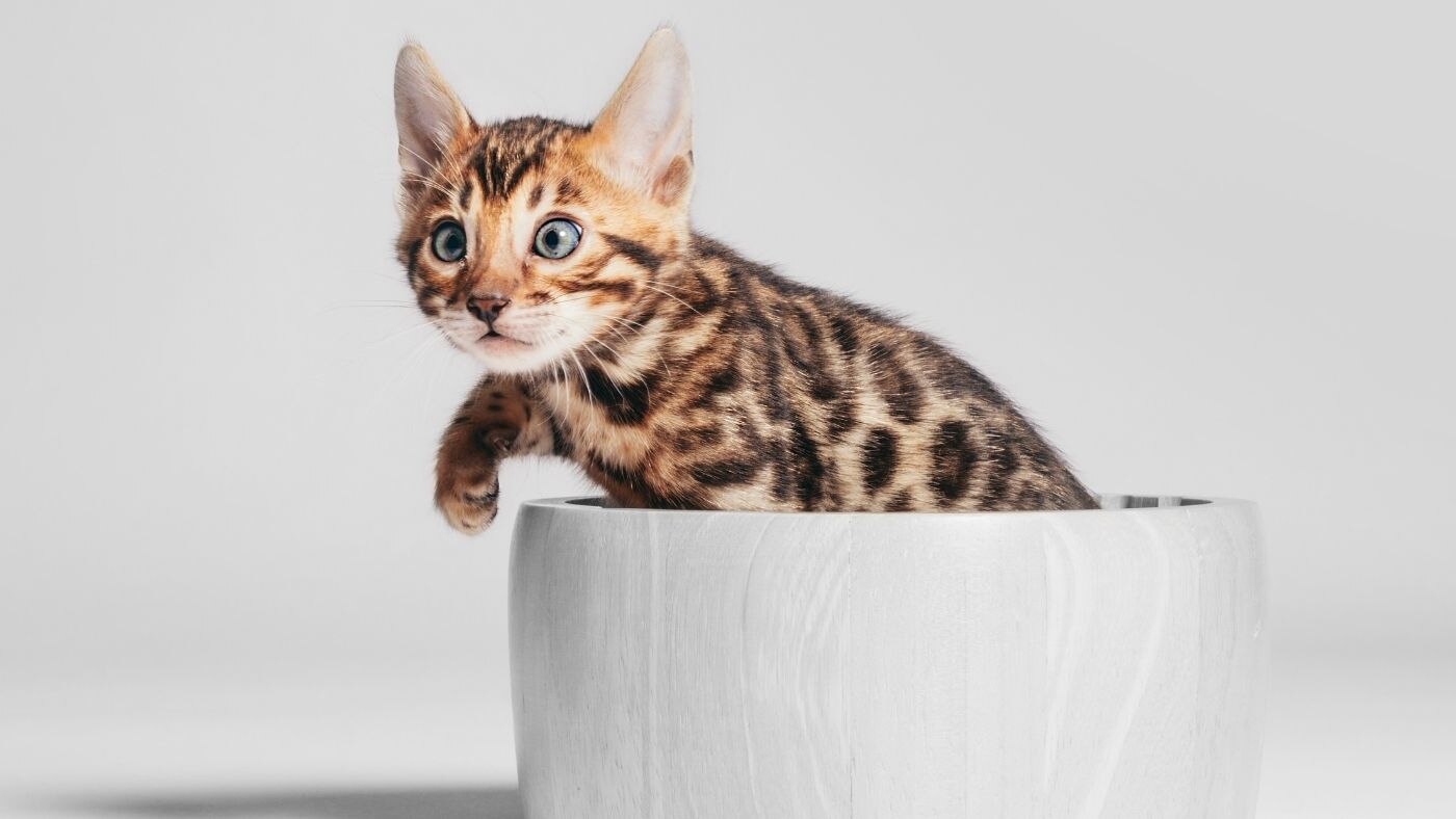 Día Internacional del Gato. ¿Por qué les decimos michis a los gatos?