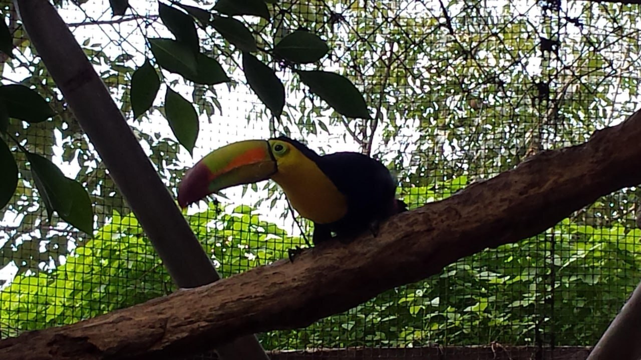 El aviario del Parque Ecológico fue cerrado en 2014 | Foto: EsImagen