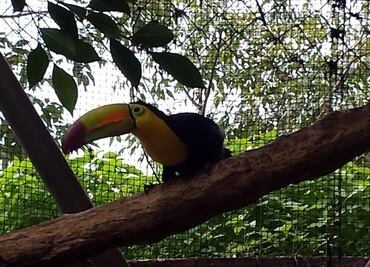 La historia del aviario que fracasó y se convirtió en Arboterra