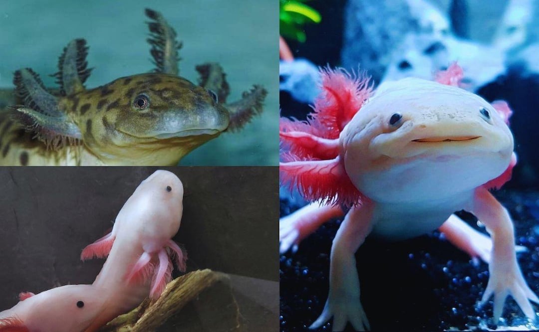 El ajolote es un fascinante anfibio endémico de México | Acuario Michin Puebla, Casa del Axolote Y Laguna de Alchichica