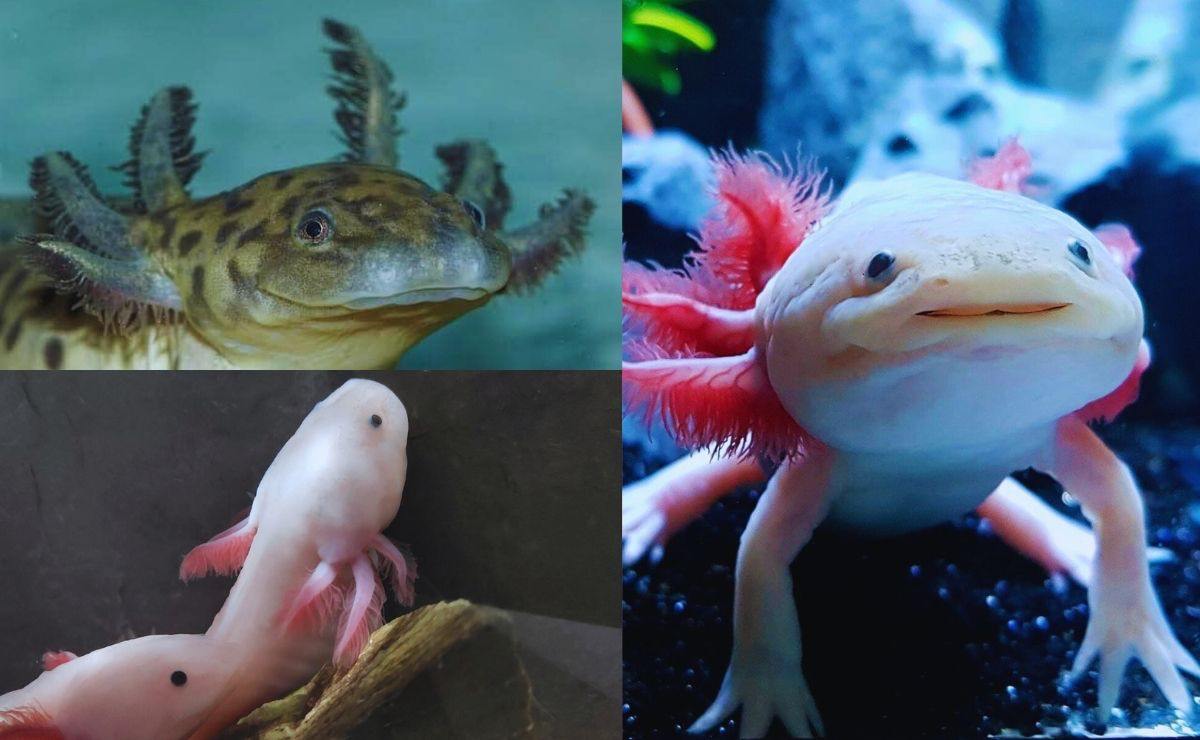 El ajolote es un fascinante anfibio endémico de México | Acuario Michin Puebla, Casa del Axolote Y  Laguna de Alchichica