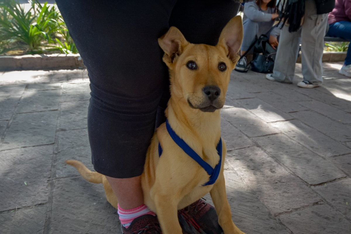 ¿Puebla? Estos son los estados donde puedes sacar el CURP para mascotas