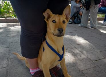 ¿Puebla? Estos son los estados donde puedes sacar el CURP para mascotas