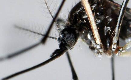 ¡Precaución! Estos son los municipios poblanos donde se concentran los casos de dengue