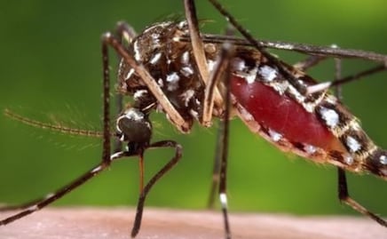Dengue en Puebla no da tregua, se registran 60 nuevos casos