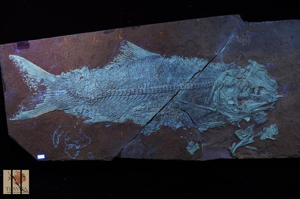 Quetzalichthys perrilliatae | Facebook Museo Regional Mixteco-Tlayúa