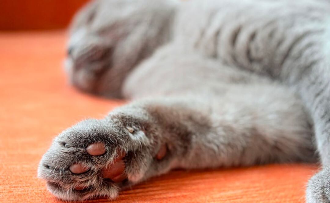 En video fueron captados unos jóvenes maltratado a un gato | Foto: Nubika