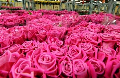 Día del Amor y la Amistad: Puebla, segundo mayor productor de rosas