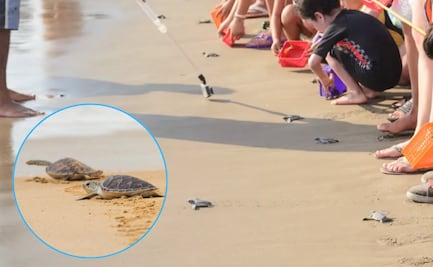 Sitios cerca de Puebla para liberar tortugas en vacaciones de verano