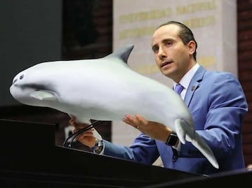 Lleva Mario Riestra su vaquita marina a San Lázaro