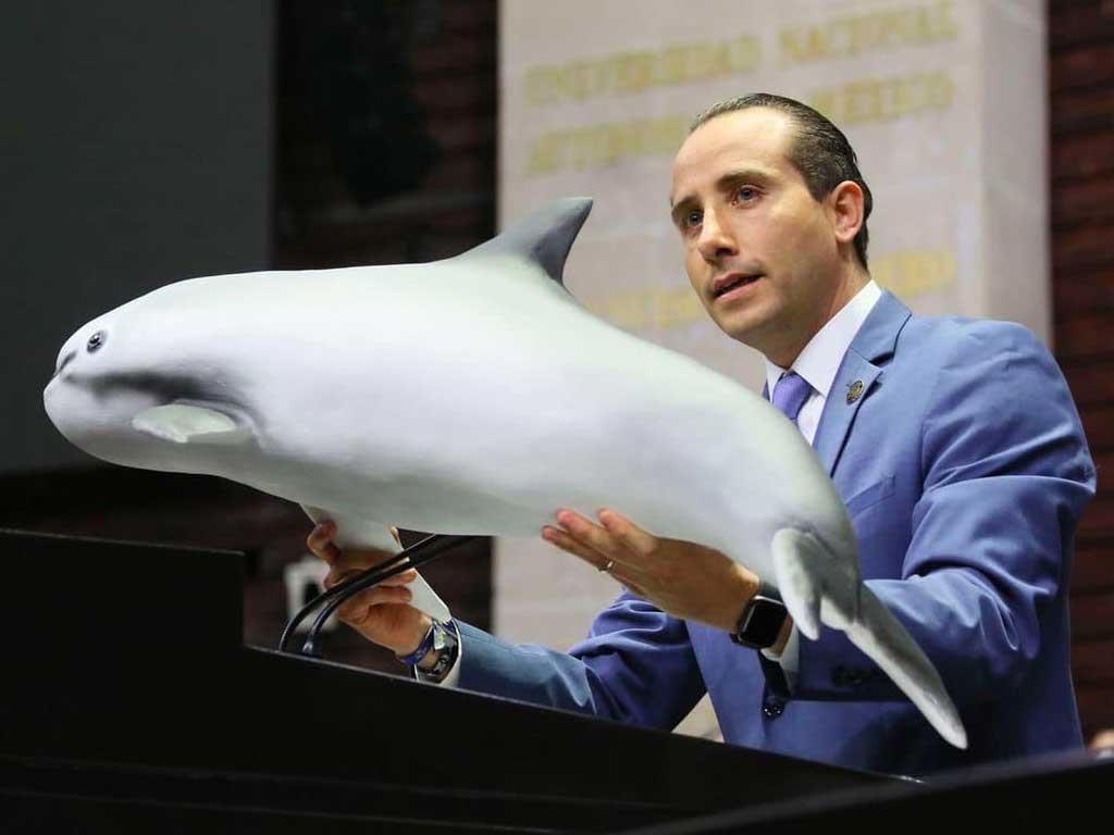 Lleva Mario Riestra su vaquita marina a San Lázaro