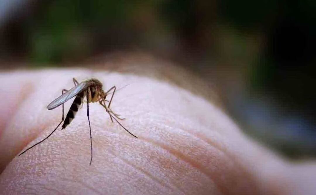 En 82 municipios de Puebla se presentan casos de dengue y hay un acumulado de 2 mil 009 contagios | Foto: Archivo El Universal